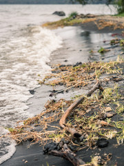 branches washed up on beach