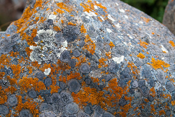 Rock with lichens