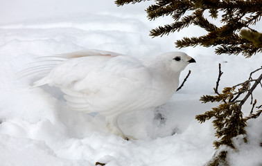 White-tailed Ptarmigan