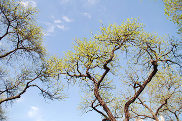 Nature
