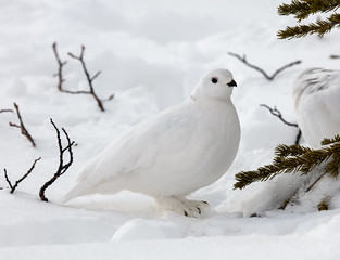 White-tailed Ptarmigan