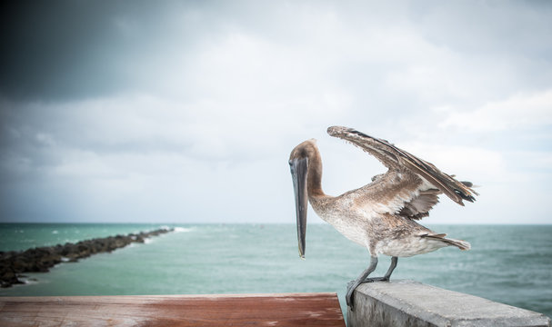 Bird at South Pointe Pier Miami 