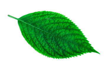 Obraz premium Lush green leaf of hydrangea plant (Hydrangea macrophylla) isolated on white background