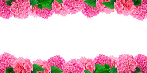 Pink hortensia flowers frame on white. Hydrangea flower background with free space for text