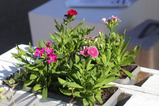 Flor