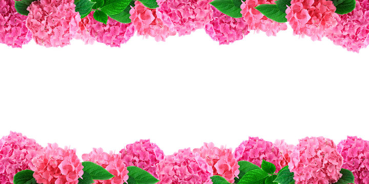 Pink hortensia flowers frame on white. Hydrangea flower background with free space for text