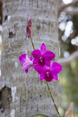 Orhid flowers on tropical backgraund - obrazy, fototapety, plakaty