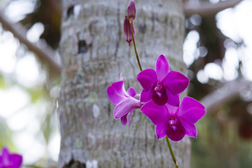 Orhid flowers on tropical backgraund - obrazy, fototapety, plakaty