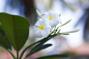 Tropical flower frangipani. - obrazy, fototapety, plakaty