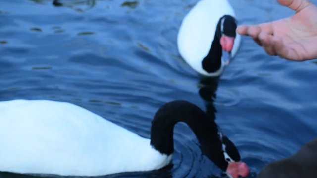 Feeding two black necked swans with bread on lake