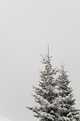 Conifer in the winter