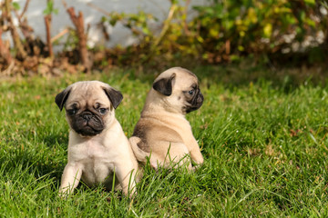 Young Pug Carlin Mops puppies on green grass