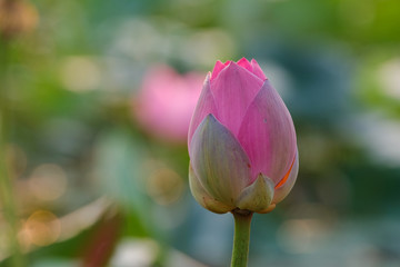 Lotus seed in sunshine 