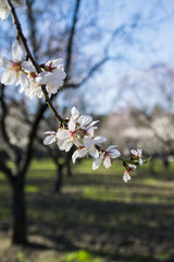 Almond flowers in the field