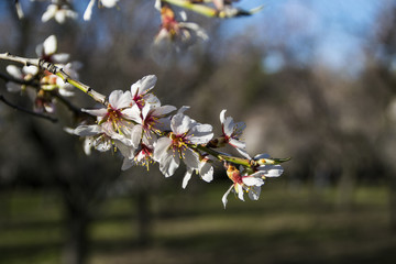 Almond flowers in the field