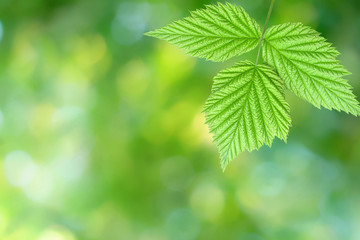 Fototapeta na wymiar Green leaf / One green leaf isolated over a vibrant blurry green yellow bokeh background