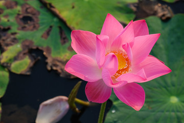 Pink lotus flower in the pond in the morning