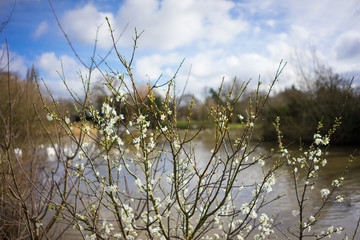 White flowers on a tree