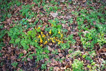 Daffodils in the countryside.