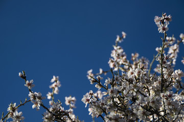 Almond tree in spring