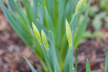 Budded Daffodils in springtime 2017.