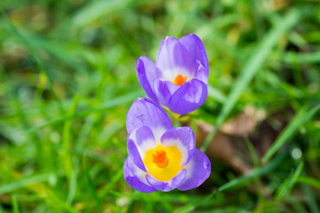 Purple crocuses flowers