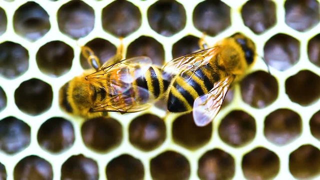 abeilles ruche  slow motion 