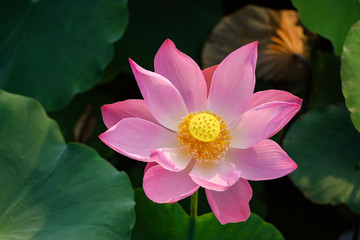 Pink lotus flower in the pond in the morning. Ho Chi Minh, Viet Nam