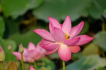 Background is the lotus leaf and lotus flower and lotus bud and lotus flower