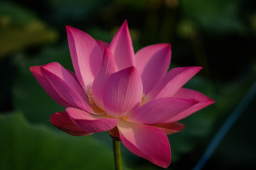 Lotus flower in the pond in the morning