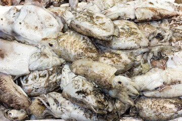 Sea fish on market stalls