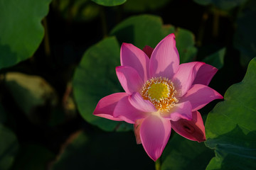 Lotus flower in the pond in the morning