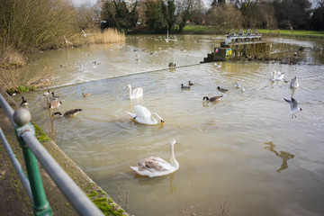 Swans on a lake