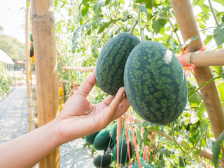 Hand picking watermelon fruit  in organic vegetable farm