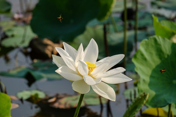 Pink lotus flower with bugs in the pond