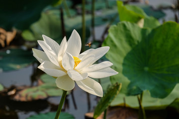 White lotus flower with bugs in the pond