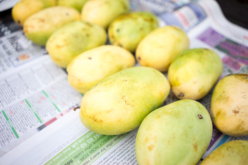       +Philippines yellow mango