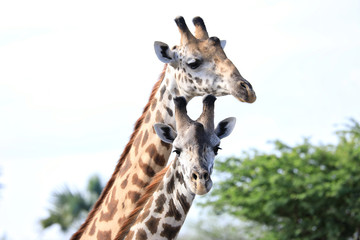 A baby giraffe is in focus as mom looks on in the background.