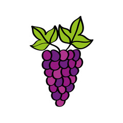 grapes fresh fruit drawing icon vector illustration design