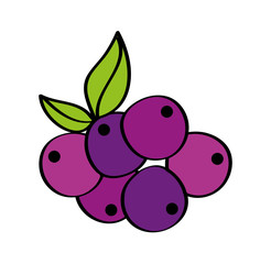 grapes fresh fruit drawing icon vector illustration design