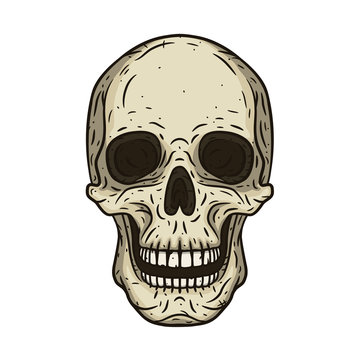Vector illustration of human skull in hand drawn style.