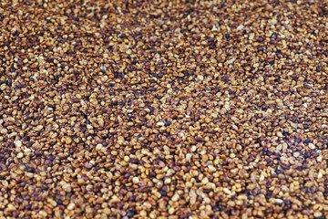 wet processing - drying arabica coffee beans in the sun