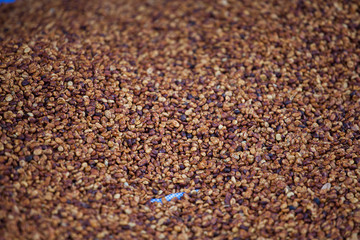 drying honey coffee beans in the sun