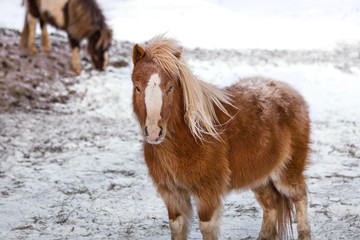 Small pony horse on snow in winter