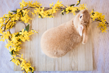 Easter bunny rabbit with yellow spring forsythia flowers on white textured floor and wooden board, top view