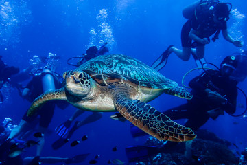 Obraz na płótnie Canvas Green Turtle swimming with divers
