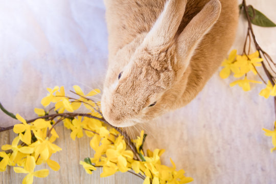 Adorable easter bunny rabbit with yellow spring forsythia flowers on white textured floor and wooden board, top view
