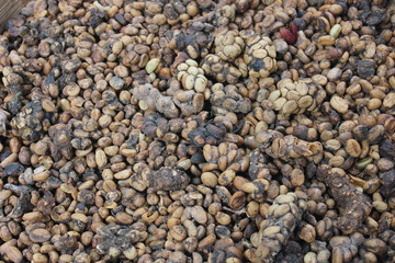 Kopi Luwak