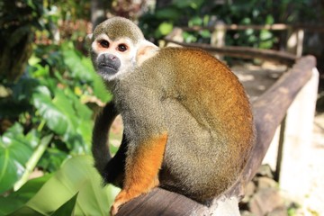 Squirrel Monkey