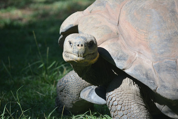 Large Tortoise Portrait Close Up